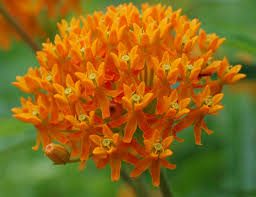 Image result for Asclepias foliosa