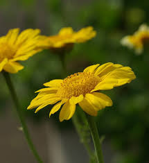 Image result for Chrysanthellum indicum