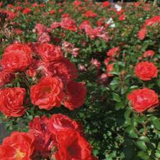 Check spelling or type a new query. Soil Service Garden Center Landscaping Nursery Home Facebook