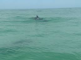 Egmont key, at the mouth of tampa bay, fl, is home to egmont key state park and egmont key national wildlife refuge. Lighthouse At Egmont Key Picture Of Egmont Key Adventures Anna Maria Island Tripadvisor