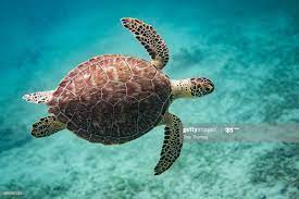 Flying Turtle Most Endangered Animals Sea Turtle Turtle