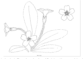 It is cojoined with hoboken cemetery and machpelah cemetery. Figure 2 From Hybridisation Between Oxlip Primula Elatior L Hill And Primrose P Vulgaris Hudson And The Identification Of Their Variable Hybrid P Xdigenea A Kerner Semantic Scholar