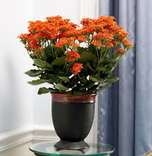 Image result for Kalanchoe blossfeldiana
