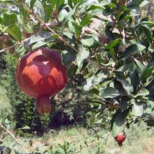 Image result for Punicaceae