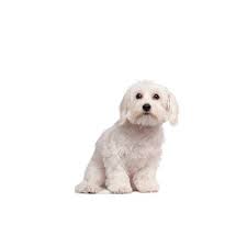 The cavachon is a highly trainable dog breed. Cavachon Puppies Petland Carriage Place