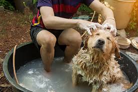 How often should dogs have puppies? Dog Grooming How Often Should You Bathe A Dog Dog Bathing Tips Petplan Petplan