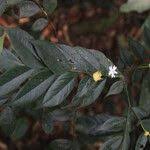 Image result for Dicranolepis