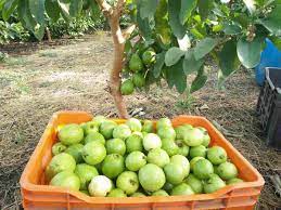 There is scope for further growth as while india lies second in the list. Fast Growing Fruit Trees In India Agri Farming
