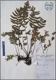 Image result for Asplenium inaequilaterale