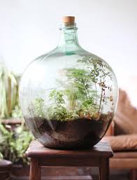 Anderes Dieses Etwas Gemacht Habe Ich Terrarium I Made This Terrarium Somethingimade Ich Hab Pflanze Im Glas Flaschenpflanze Terrarium Pflanzen