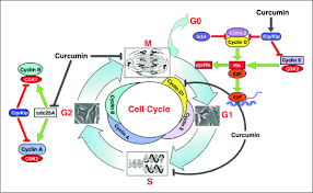 Learn vocabulary, terms and more with flashcards, games and other study tools. Anti Cancer Effects Of Curcumin Cycle Of Life And Death Cell Division Full Text