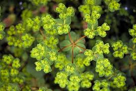 Image result for Euphorbia granulata