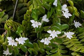 Image result for Angraecum distichum