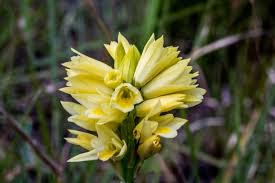 Image result for Eulophia tenella