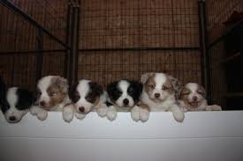 Check out our border collie puppies for sale! Adopt A Border Collie Puppies For Sale In Ontario Canada Asset Kennels
