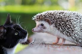 Check spelling or type a new query. Igelflohe Gehen Auch Gerne Auf Hunde Und Katzen