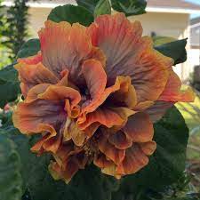Pin On Hibiscus