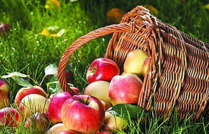 ЗАКУПОВУЮ ЯБЛУКА-ПАДАЛИЦЮ! 🍏