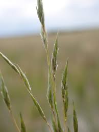 Image result for Eragrostis punctiglandulosa