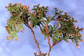 Image result for Vismia orientalis