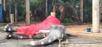 Mangalamkunnu karnan has won gajapattam including. Malayalam News à´ª à´°à´ª à´° à´® à´•à´³ à´ª à´³à´• à´• à´³ à´³ à´š à´š à´—à´œà´µ à´°àµ» à´® à´—à´² à´• à´¨ à´¨ à´•àµ¼à´£àµ» à´šà´° à´ž à´ž Elephant Mangalamkunnu Karnan Star Of The Festivals Dies News18 Kerala Kerala Latest Malayalam News