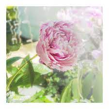 238 28 blume pfingstrose blüte. Eine Pfingstrose Zu Pfingsten Foto Bild Pfingstgrusse Spezial Bilder Auf Fotocommunity