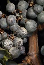 Image result for Uncinula necator