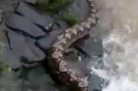 Mimpi melihat ular kobra besar adalah pertanda bahwa akan adanya orang ketiga dalam hubungan kamu. Jakarta Geger Ular Piton Sebesar Batang Pohon Tiba Tiba Muncul Di Pintu Air Di Petamburan Petugas Damkar Sampai Turun Tangan Cari Keberadaannya Panji Petualang Justru Lantangkan Fakta Ini Semua Halaman Grid