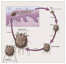 Pin On Arthritis Autoimmune