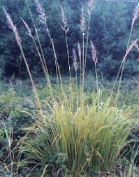 Image result for Paspalidium obtusifolium