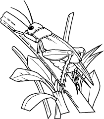 We've picked one of the best of disney, namely jiminy cricket in coloring page. Jerusalem Cricket Coloring Page Animals Town Animals Color Sheet Jerusalem Cricket Printable Co Insect Coloring Pages Coloring Pages Grasshopper Pictures