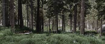 04:32 the main tree mod is the jedi trees mod, then i made edits to the plugin for skyrim 3d trees and plants, so it would work in conjunction with jedi trees. Woods R Skyrimporn