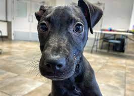 Wispa - Manchester & Cheshire Dogs Home