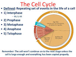 The cell cycle of growing eukaryotic cell lasts from 90 minutes to more than 24 hours, its duration varying considerably within a population of cells. Mitosis Ppt Download