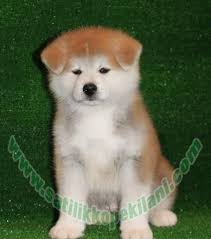 Yavru Akita Inu Bursa Akita Inu Yavu Japon Akita Inu Yavru Kopek Kopek Akita