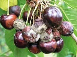 Planter Des Cerisiers Sans Vers Ma Passion Du Verger