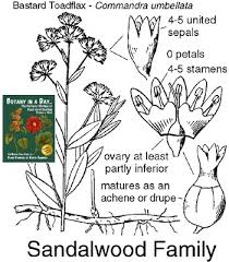 Image result for Santalaceae