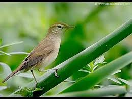 Download suara burung dudut betina : Suara Pikat Burung Kerakbasi Betina Cocok Untuk Pikat Burung Jantan Youtube