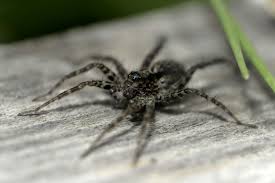 5 best vegetables to grow in small gardens. The 7 Most Common Types Of House Spiders