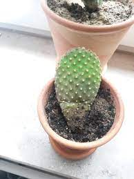 If the cactus is turning yellow from the top, the most common and likely reason would be sunburn. Help My Cactus Please Helpfulgardener Com