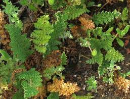 Image result for Mohria