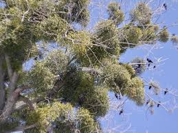 Image result for Viscum bagshawei