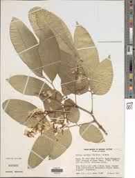 Image result for Craibia