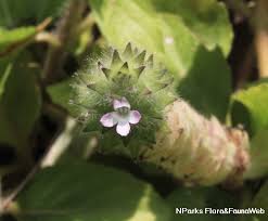 Image result for Nelsonia canescens