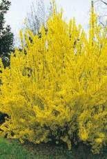 Pepinieres Hamblenne Pepiniere Plantes Vivaces Arbres Arbustes Pepinieriste Namur Belgique