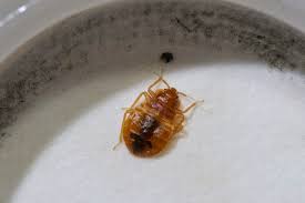 Wash bedding and clothes in hot water for 30 minutes. What Is A Bed Bug Interceptor Terminix