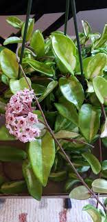 Hoya krimson queen vs princess flower. Hoyas Forum Krimson Queen Or Krimson Princess Garden Org