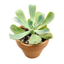 Today i went to a local succulent and cactus show which was held by a local plant society near where i live! Echeveria Raindrops Succulent For Sale Care Instruction Succulents Box