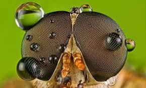 Who Dew Looking At Macro Photographer Gets Up Close And Personal As Insects Bathe In Early Morning Condensation Daily Mail Online