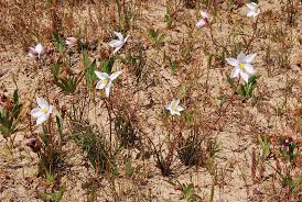 Image result for Tecophilaeaceae